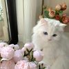 rosghin2