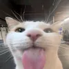 krlvncgy