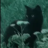 nanasi0917