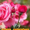 md.jahidul.islam7026