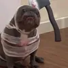 anthoniefrancisco1
