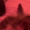 cat_motel