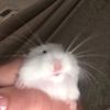 babbicris