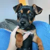 daisydoops