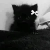 dqqq_22