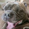 ilovemy.dog_6