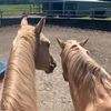 equestrianrattesskh