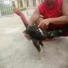 hegachoi0986555865