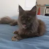 jacquelinecatteeu