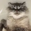 bibibububib