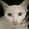 meomeodaynek