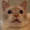 blckvard.tentakel