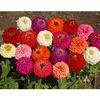 my zinnias