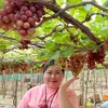 Mai Tạp Hoá