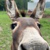 Petey The Seeing Eye Donkey
