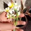 shealmzori