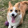 thesingingcorgi