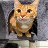 chattycatcafe