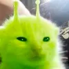 iam.quanh