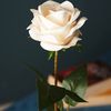 foz_874