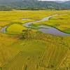 o.kim.trung