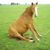comelauncher