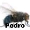 myxapedro