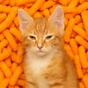 the_cheese_doodle_cat