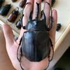 insectsmatter
