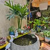Bể Thủy Sinh Đẹp
