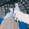 anisasza_