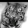 tigers.aomw