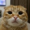 catkipish