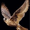 alifaraj2710