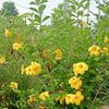 vijisam_61