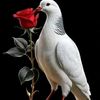 esteha.akter