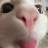 _flyingcattttttt