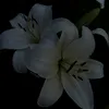 anais_dmch
