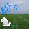 tetukang