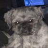 brody0_1