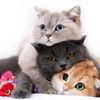 mohamad.eido5