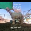 حاكم الميزاني ابو علي