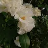 snaasf