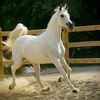 fatima__01230