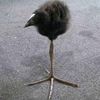 damnbird1