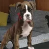 boxeruno