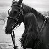 lolo444_l