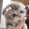 cattsloveer