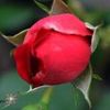 blooming_rosas
