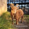sirbuddrick